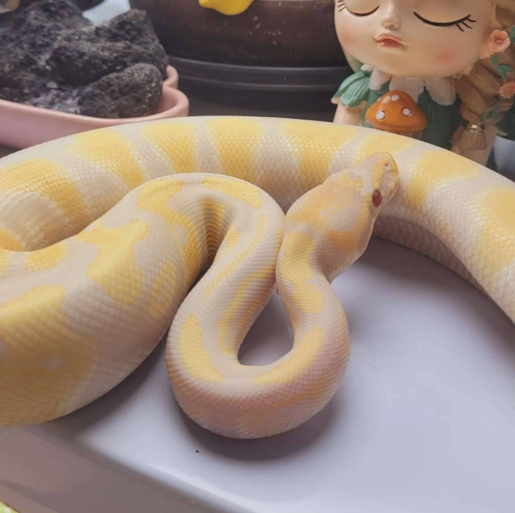 lavender-het-dg-ph-clown-6PPAQ9ROO1