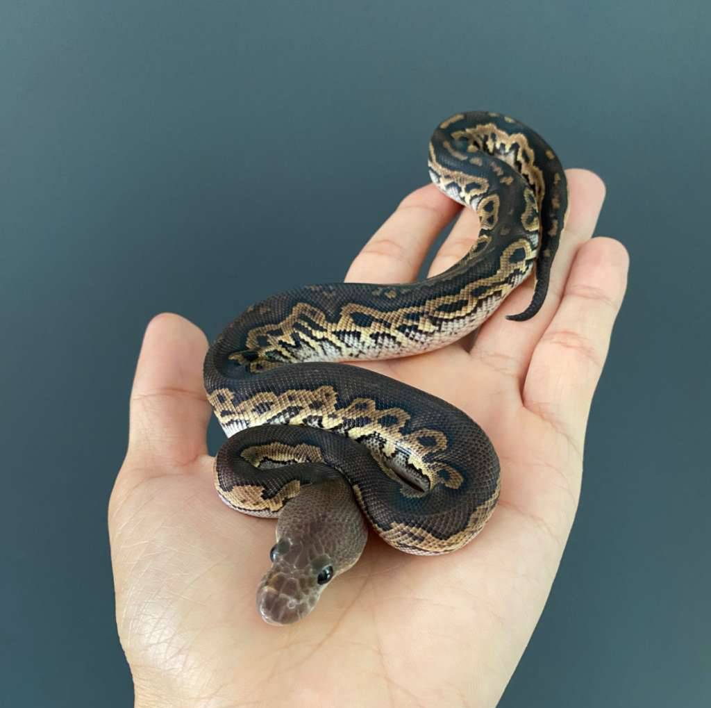 black-pastel-leopard-clown-REAKXFTT1Z