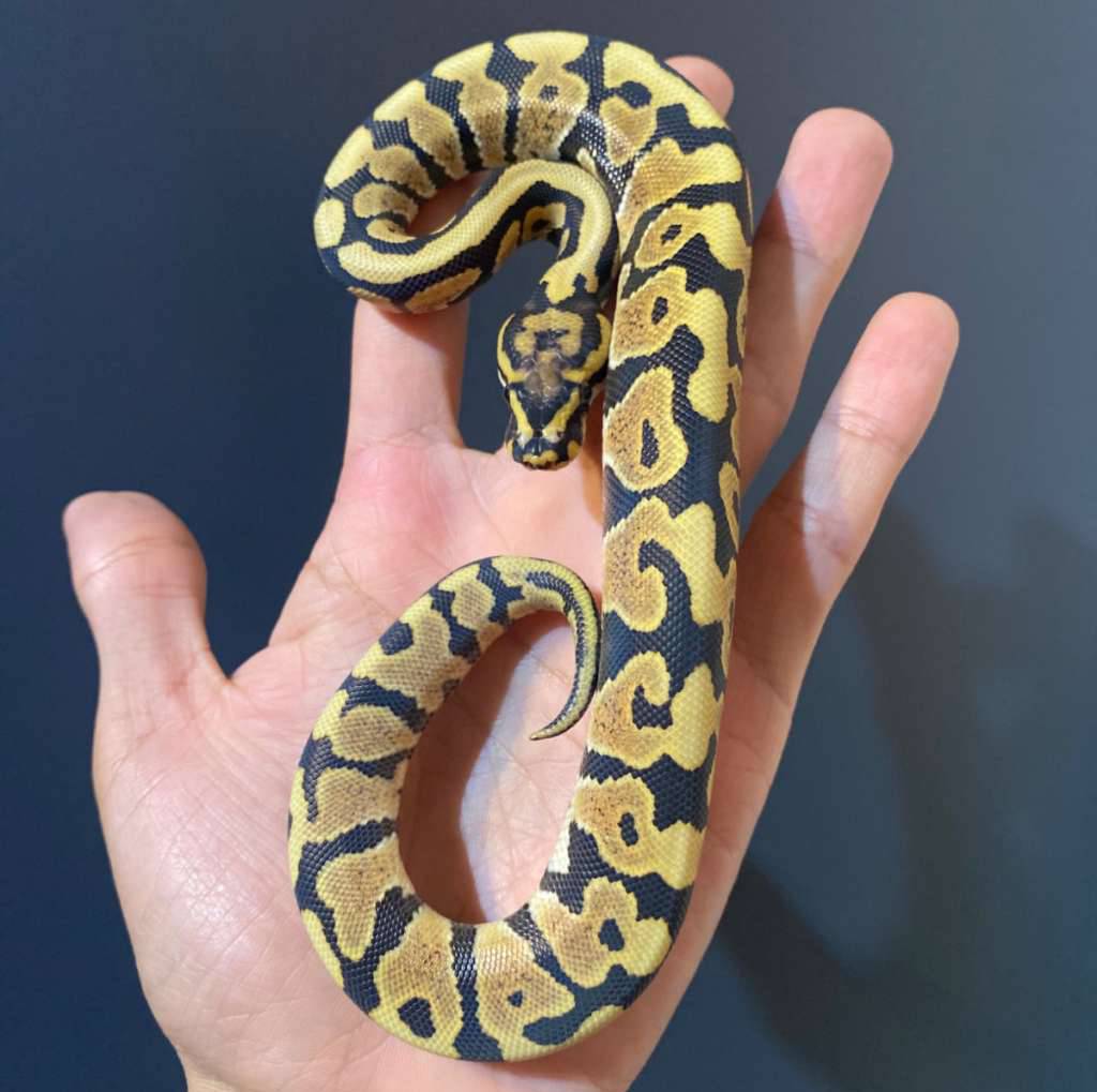 spotnose-desert-ghost-het-clown-6CLY91TT12