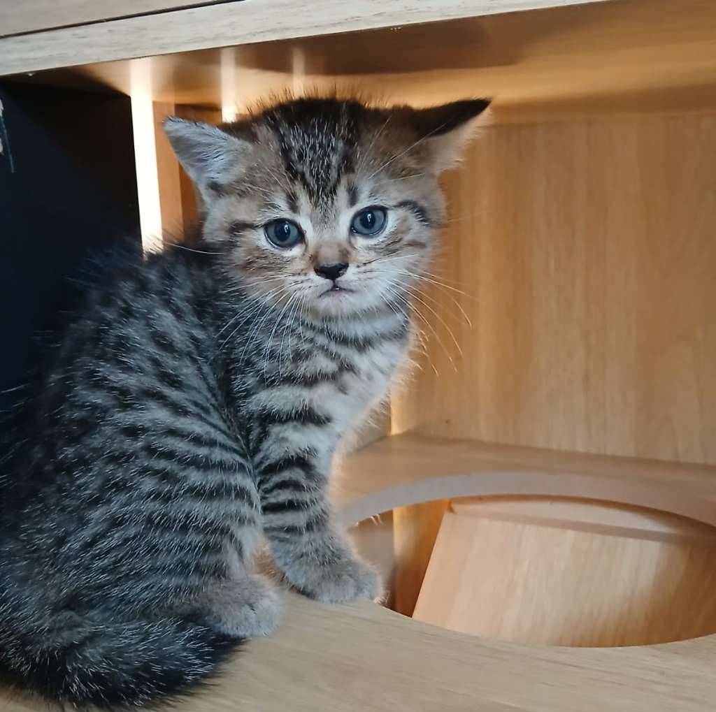 kucing-kitten-british-shorthair-golden-black-tabby-ZF2KBJ18ZE