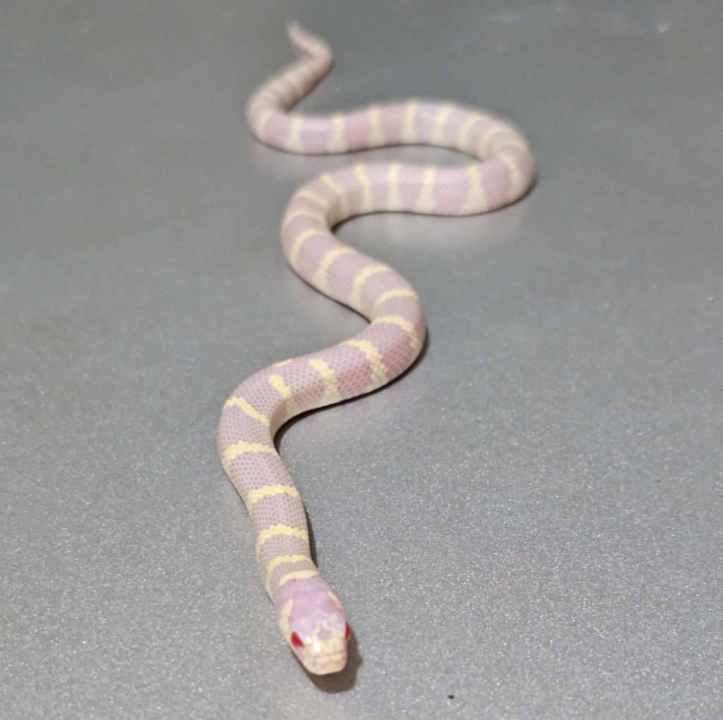kingsnake-california-albino-banded-N2AXPY4HBU