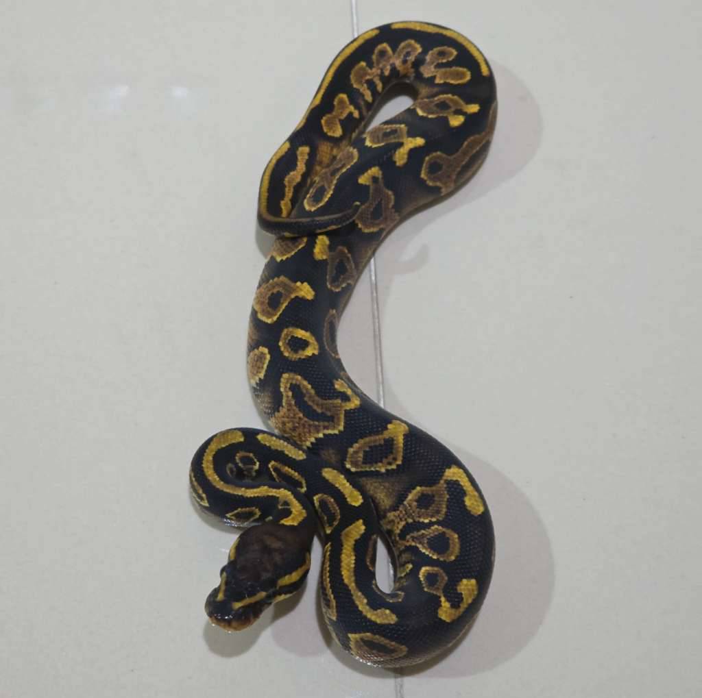 hurricane-yellow-belly-het-pied-FQYZCXJS40