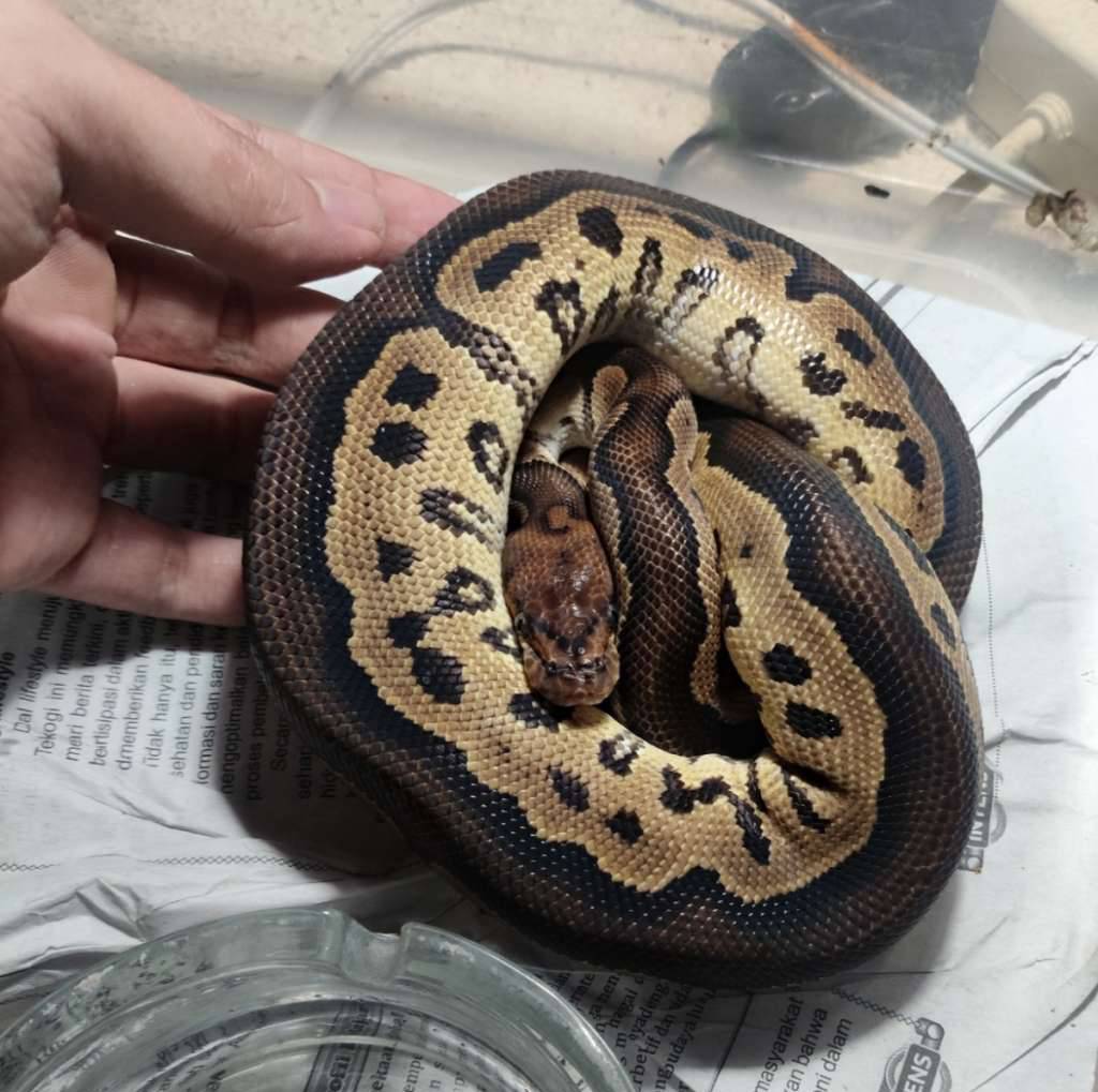 blackhead-clown-CN8O5SJML0