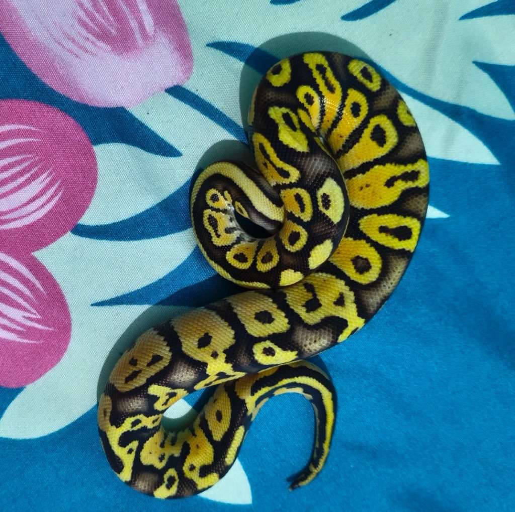 ball-python-E7MNO1532V