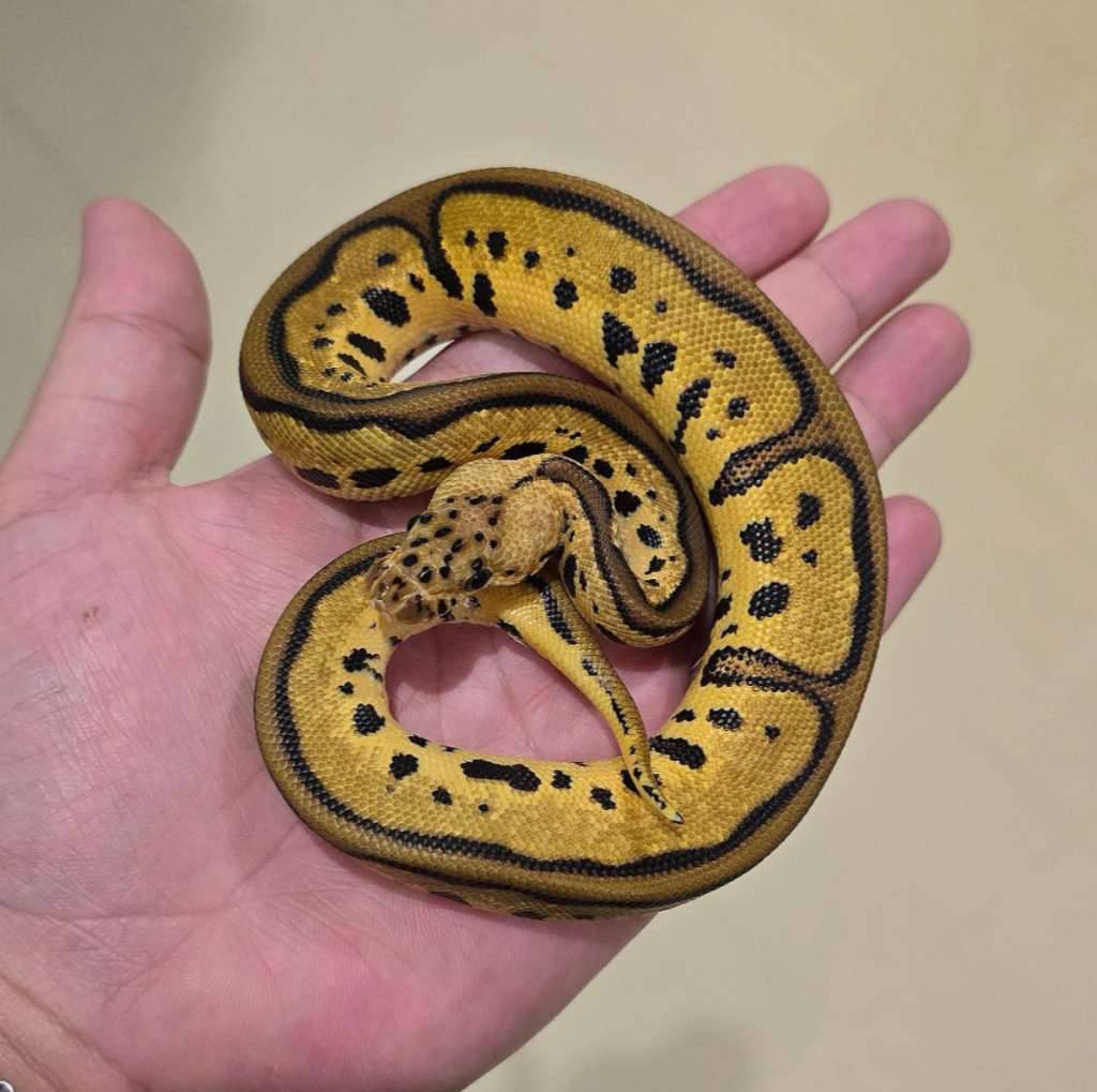 leopard-pastel-clown-J7KYSJWEAG