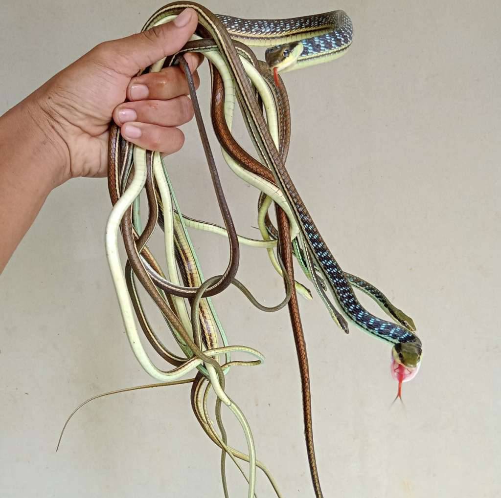 dendrelaphis-pictus-IBA2J9V3SV