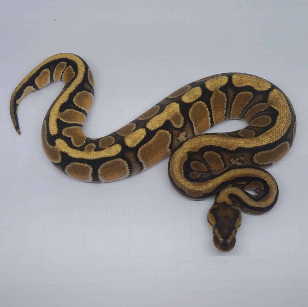 f-red-stripe-orange-dream-MMCL0I0NNS