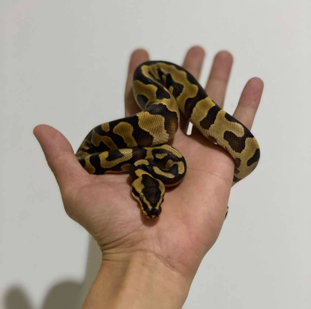 leopard-enchi-yellowbelly-het-clown-USU7Q34NT3