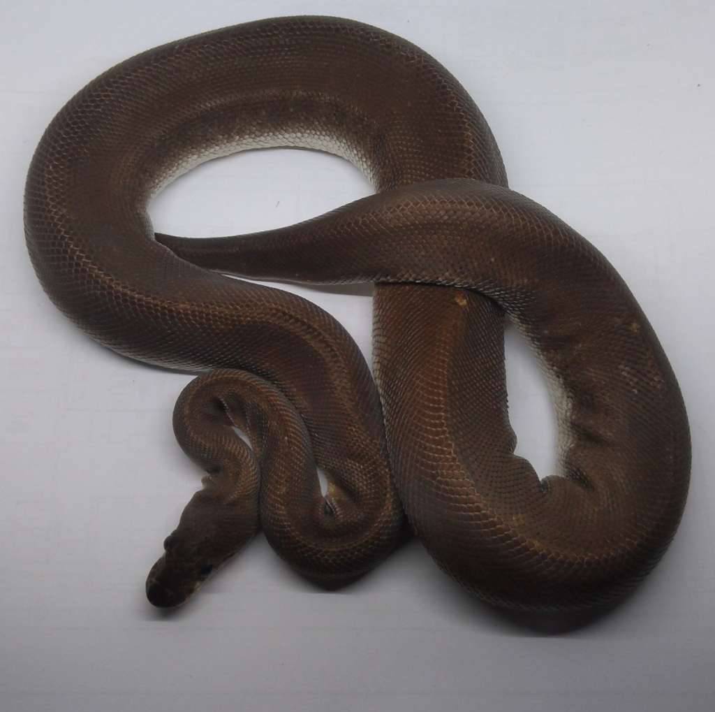 female-super-cinnamon-proven-LMGJFQJ84N