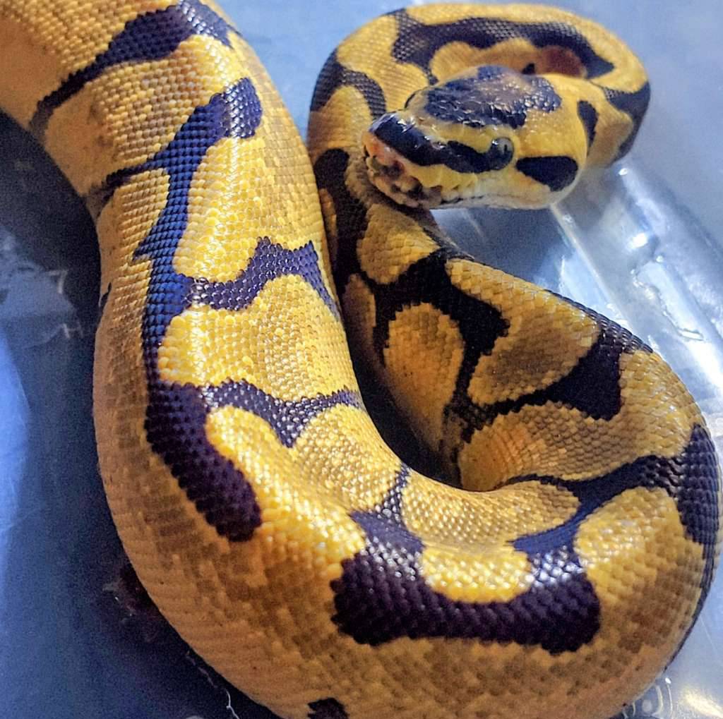 super-enchi-female-het-ghost-ph-pied-WH9SL2YMAY