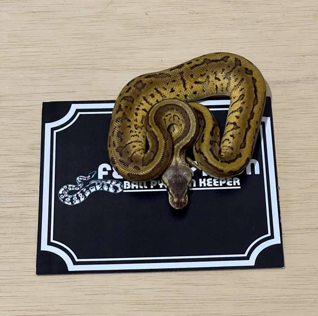 enchi-lemonblast-ball-python-2025010610-ON7LJ1OO5O