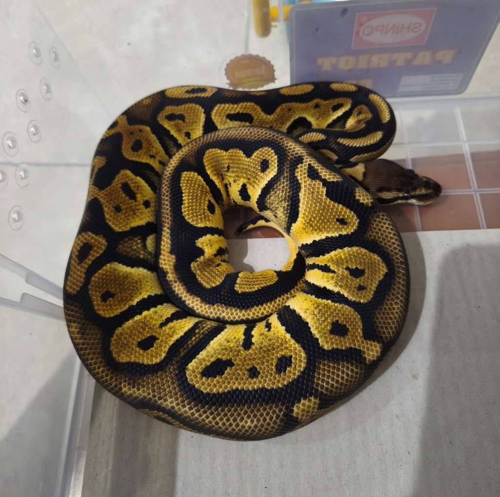 pastel-black-head-het-clown-NADS81LY6L