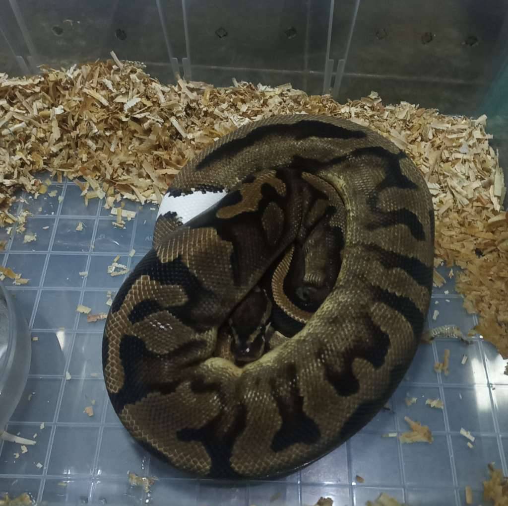 ballpyton-pied-f-J7NEVOO5C0