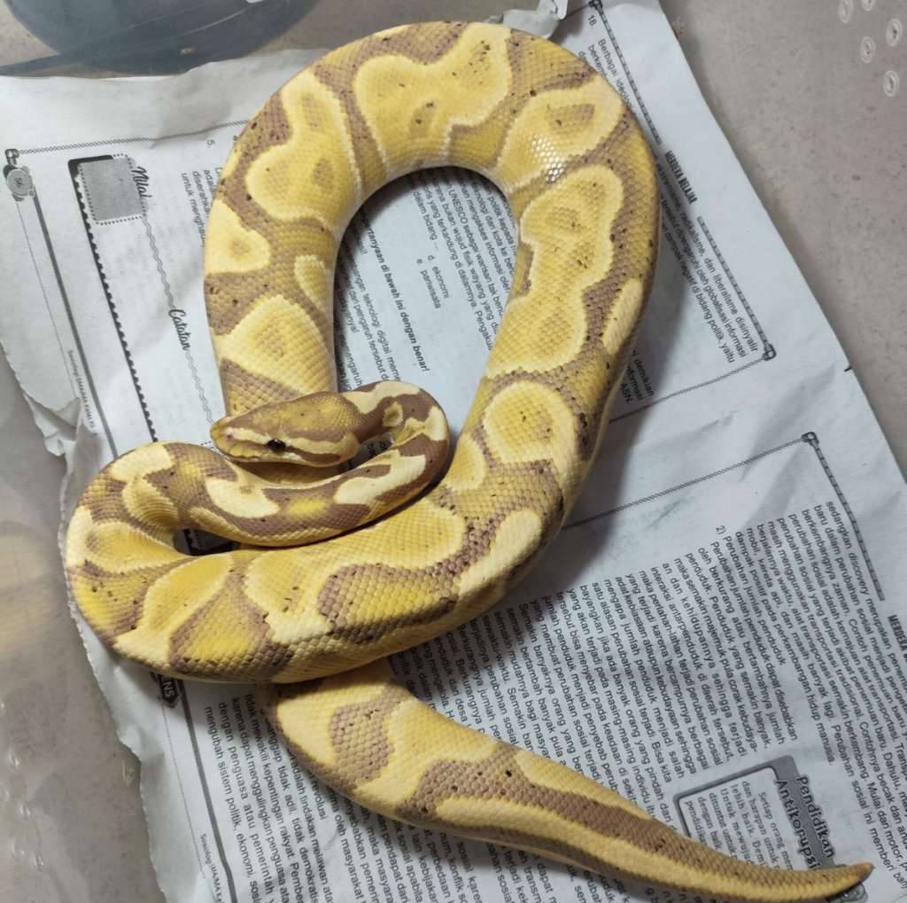 banana-ghi-leo-enchi-yellowbelly-8YLHK7C7G7