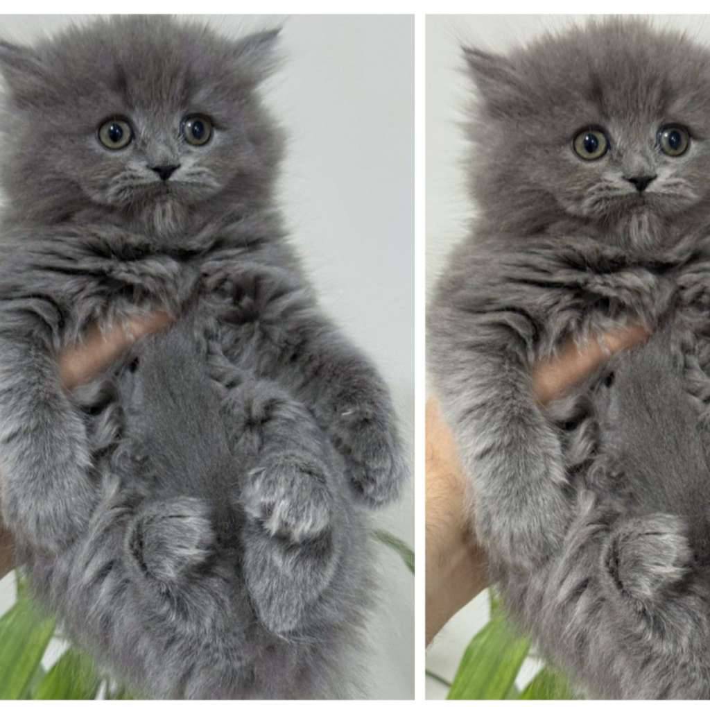 kucing-kitten-british-longhair-betina-super-gembul-MC0KP6XEHC