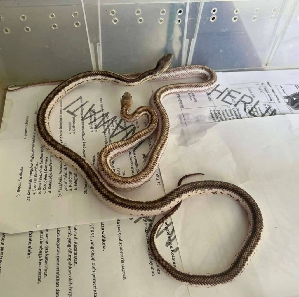 licorice-white-sided-rat-snake-pair-R3LGTYVW1P