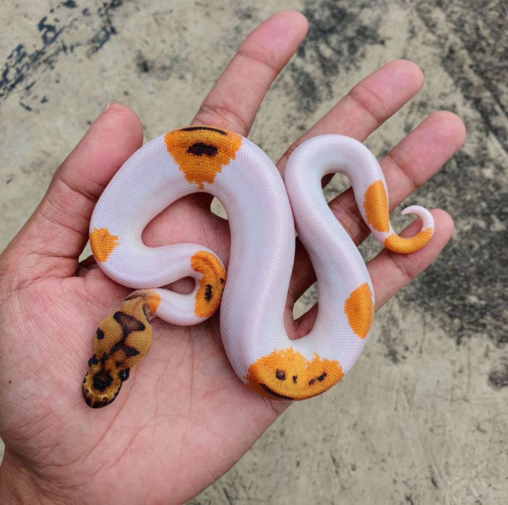 od-yb-clown-pied-3NXIEHLYW1