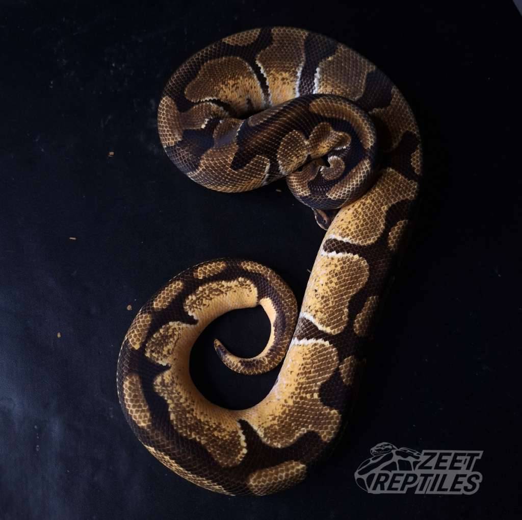 3-gen-m--enchi-od-yb-het-pied-het-albino-A237R15SAS