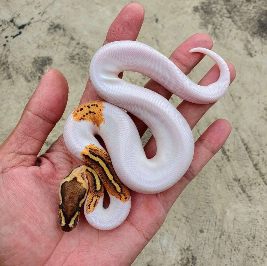 fire-yb-pied-EITETQW0JB