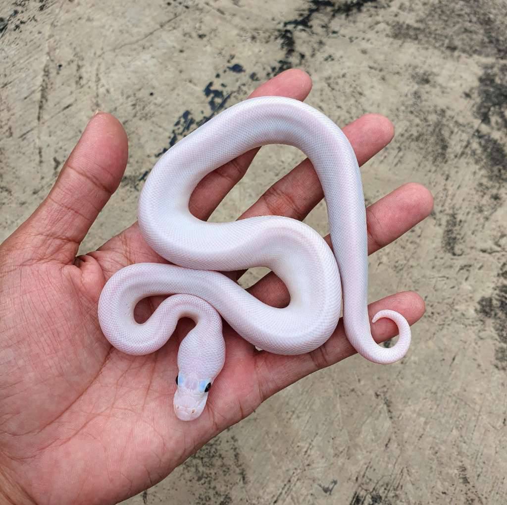 fire-hra-pied-M3FIXOPUE6