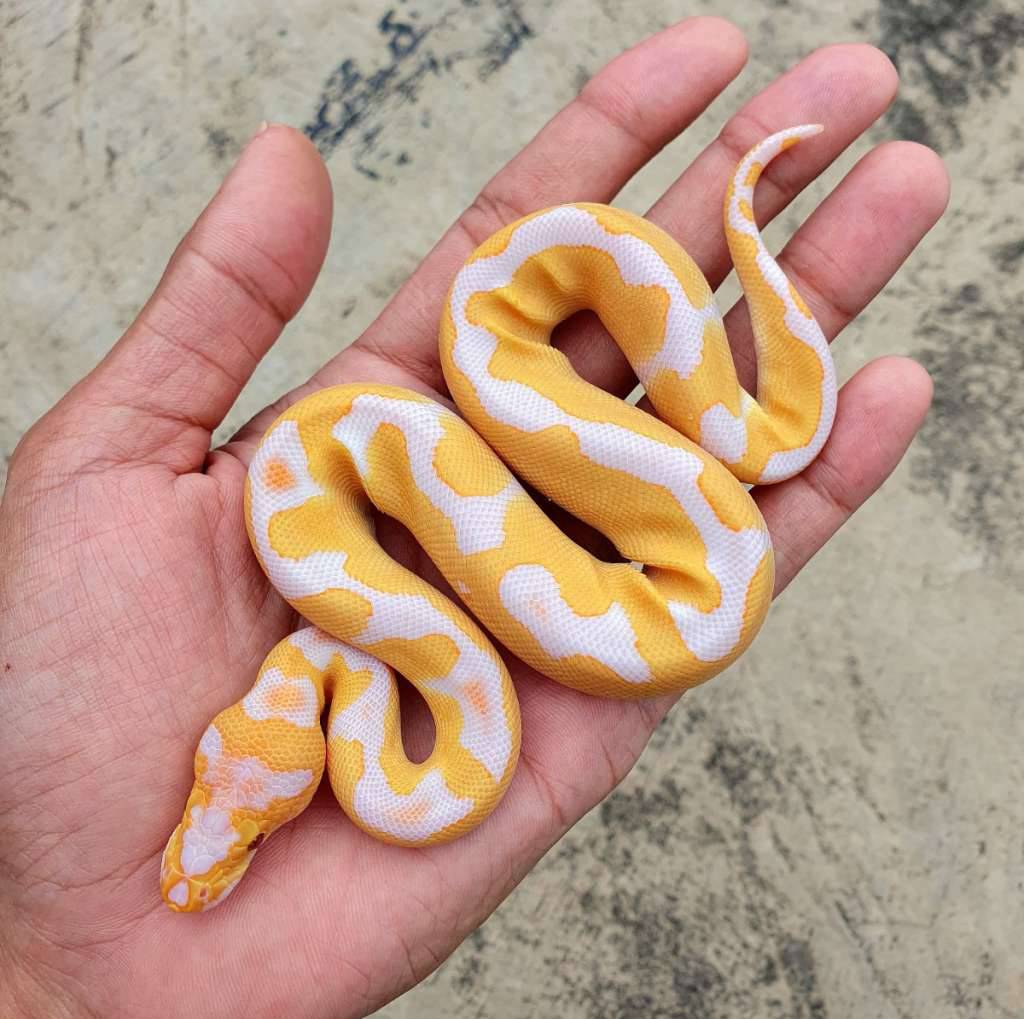 grail-ph-pied-99S6S26JJJ