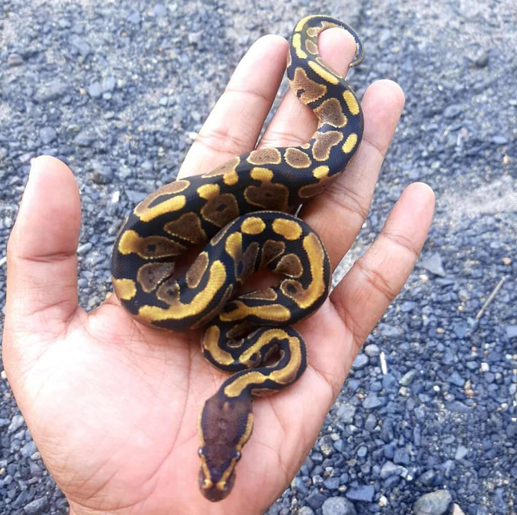 ball-python-yellow-belly-YF03YMXUSW