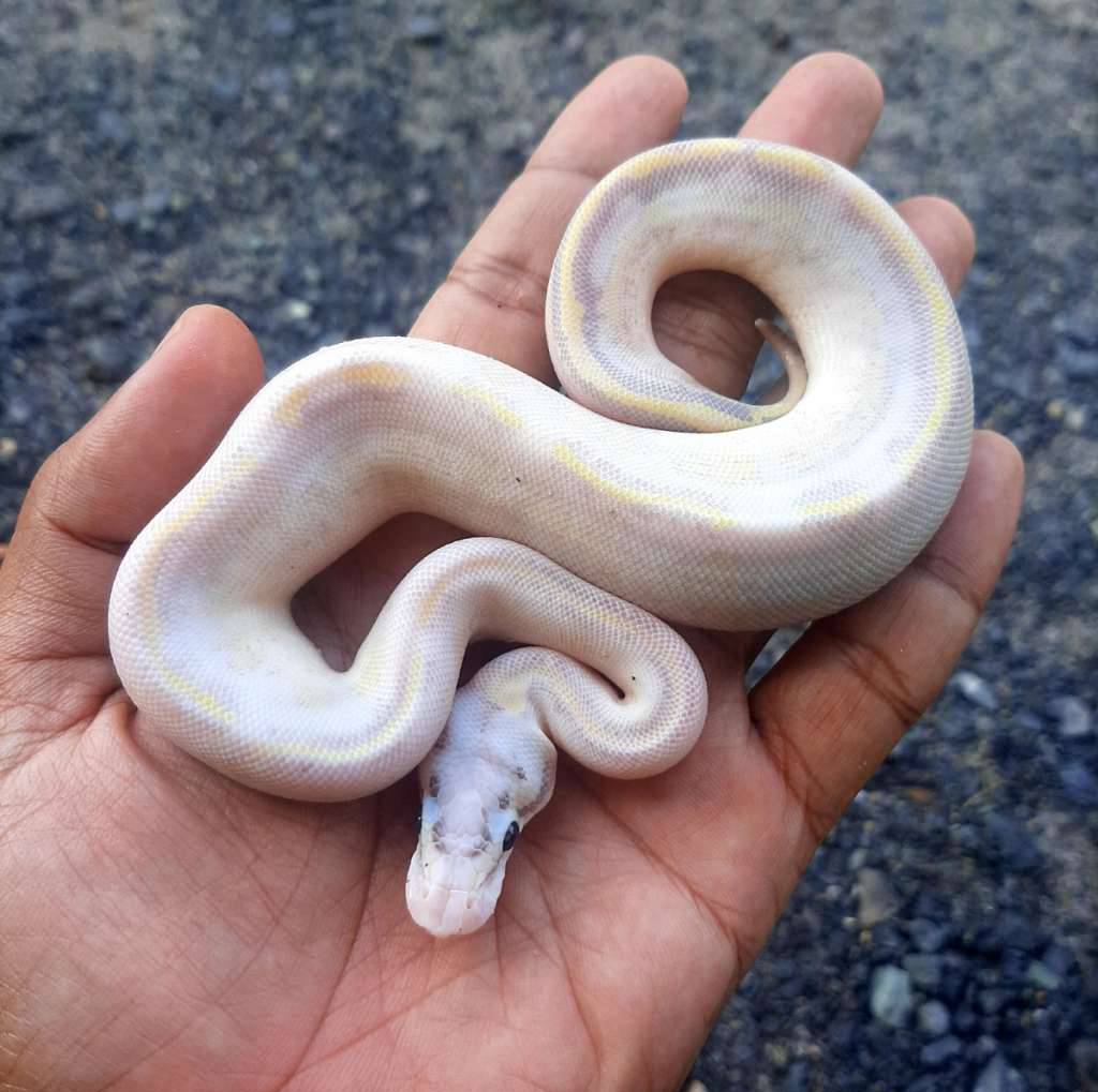 ball-python-ivory-poss-pastel-GIJ0BNWTG5