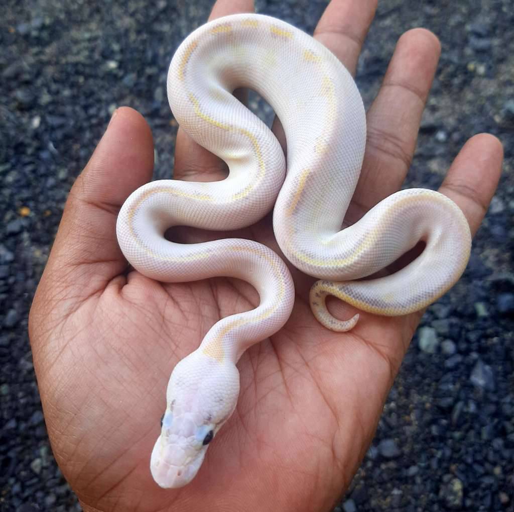 ball-python-ivory-poss-pastel-2UYW7XXDY0