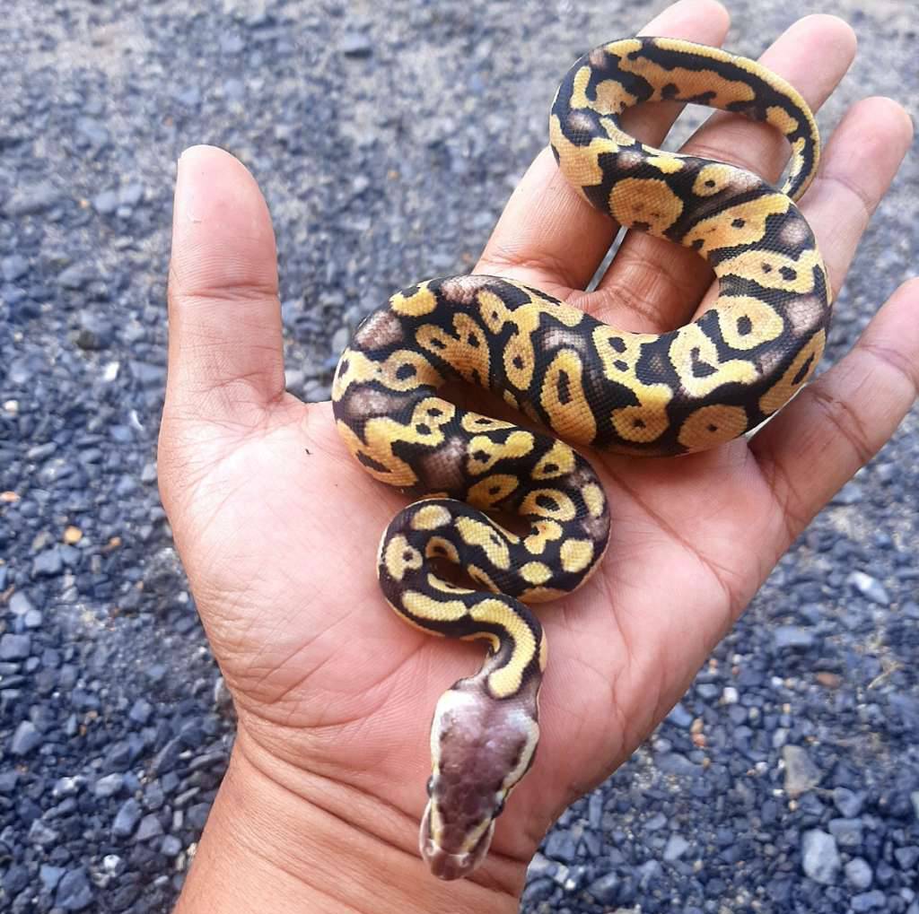 ball-python-pastel-yellow-belly-UHH9ZYFCRT