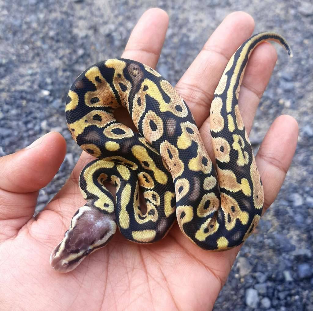 ball-python-pastel-male-kode-b-G39SL7LUC9