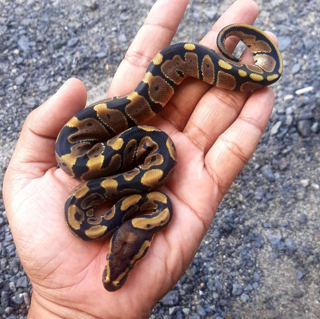 ball-python-normal-7HQ73QDXJQ