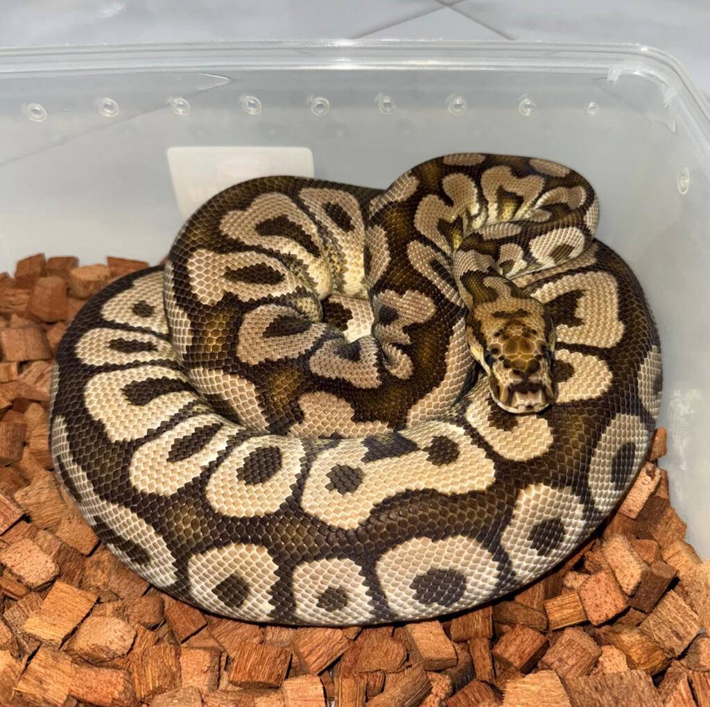 spotnose-clown-poss-yb-OF9JWG5UDX