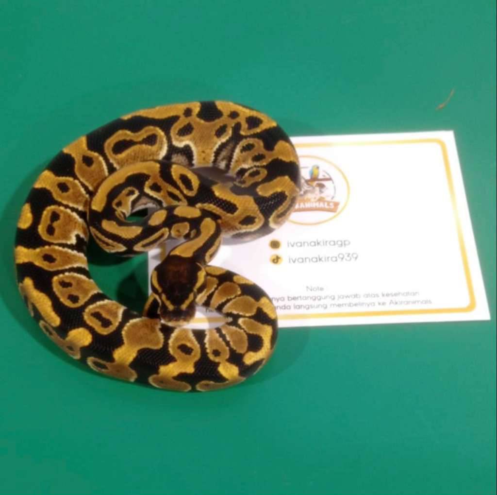 het-66-lavender-clown-pied-ball-python-250102m-5ITAYYPFR8