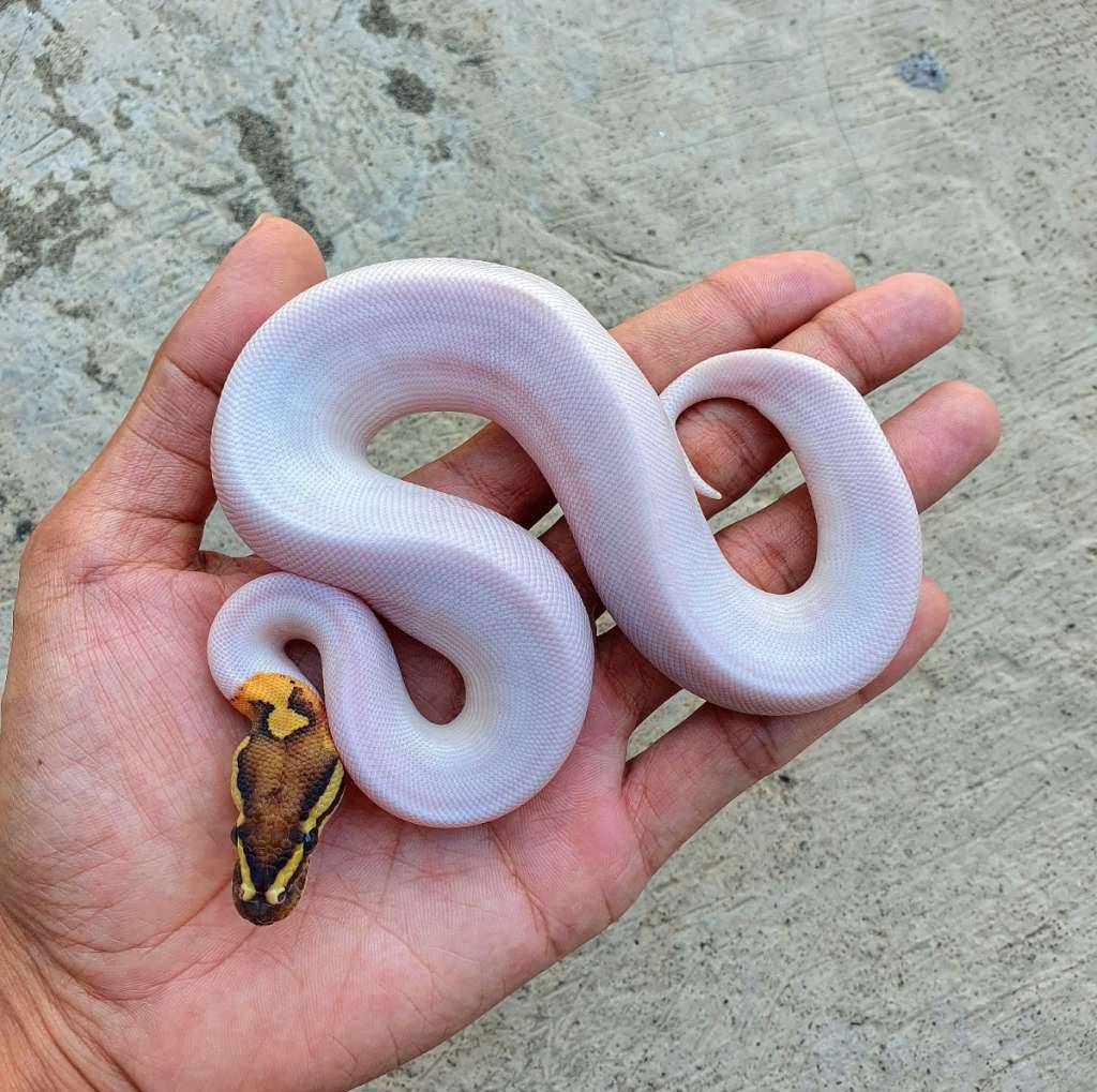 fire-poss-hra-pied-DXQW1024HO