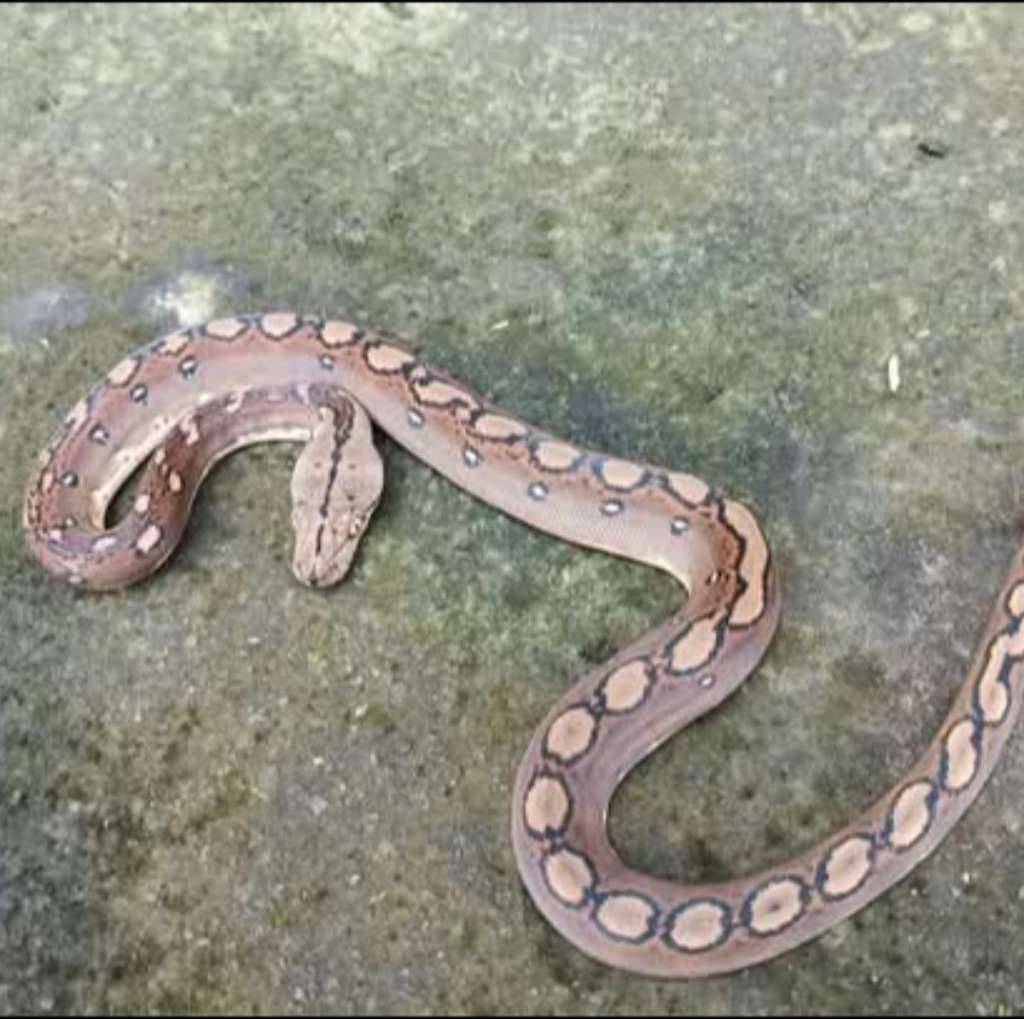 retic-motley-SR1KKM6IVM