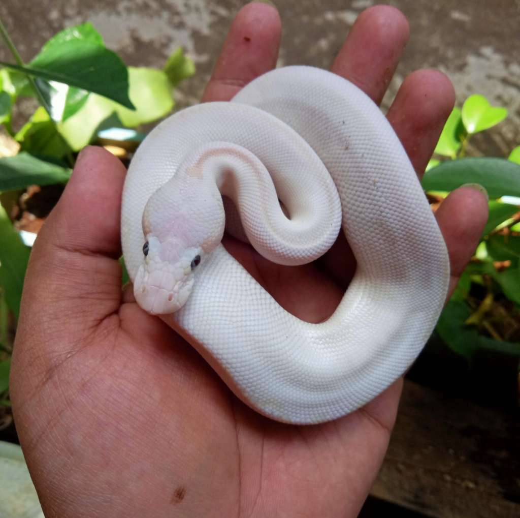 lucy-ball-python-9Z8XML9QCM