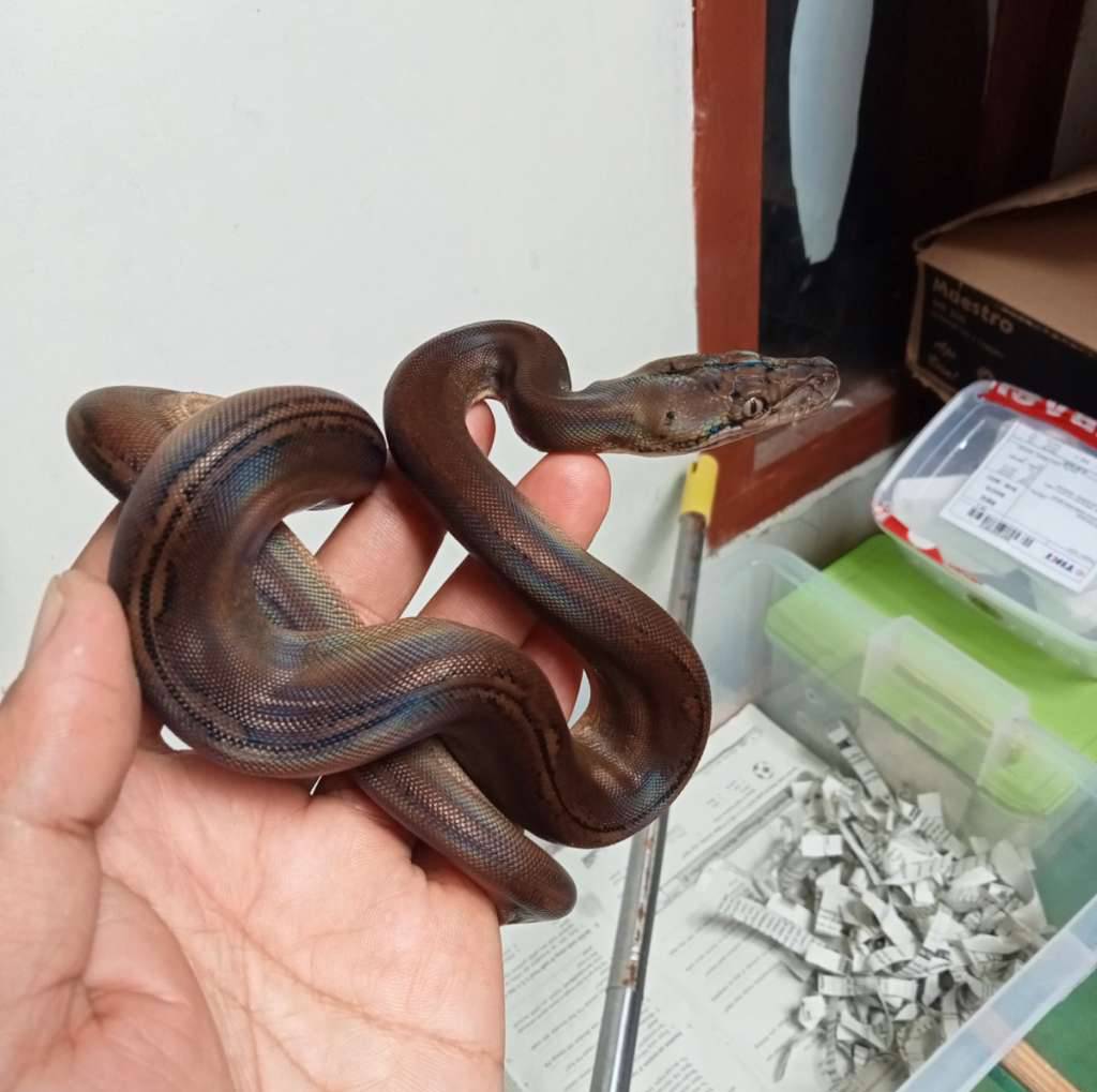 retic-gold-child-sunfire-ph-albino-reduce-pattern-TMOAZYLICQ