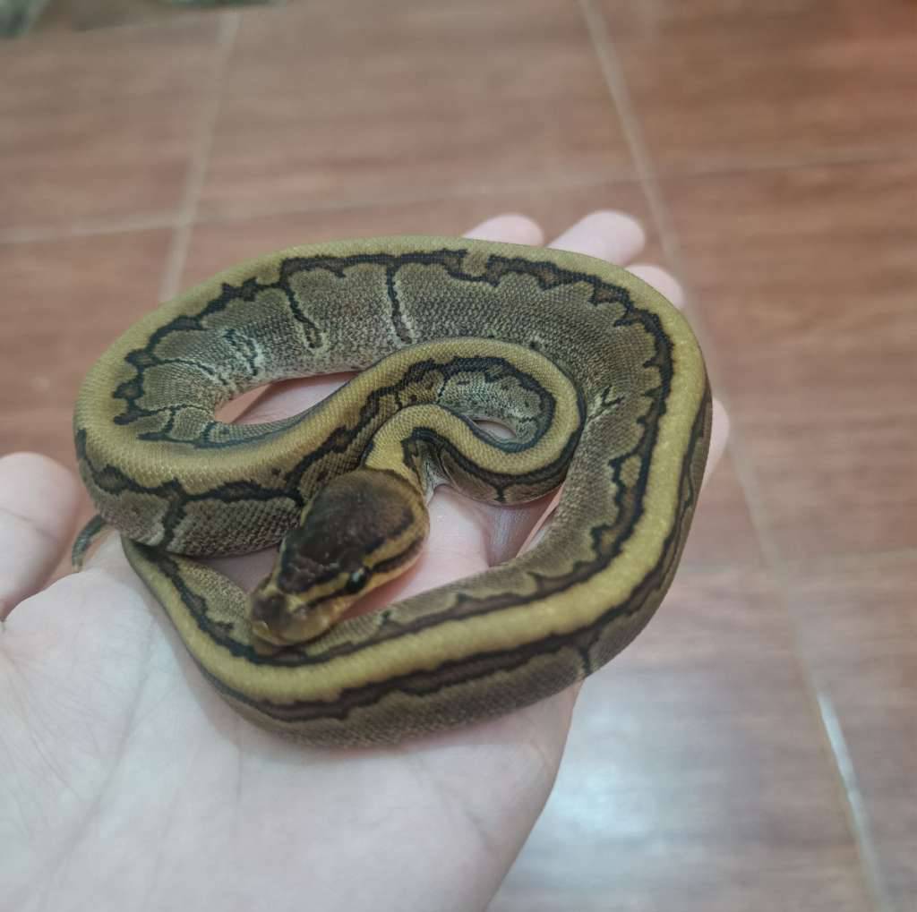 pinstripe-mahogany-het-pied-ph-albino-70FKUB3KJD