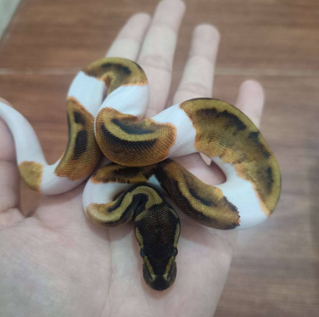 mahogany-enchi-pied-ph-albino-SJ2CFHI8YS