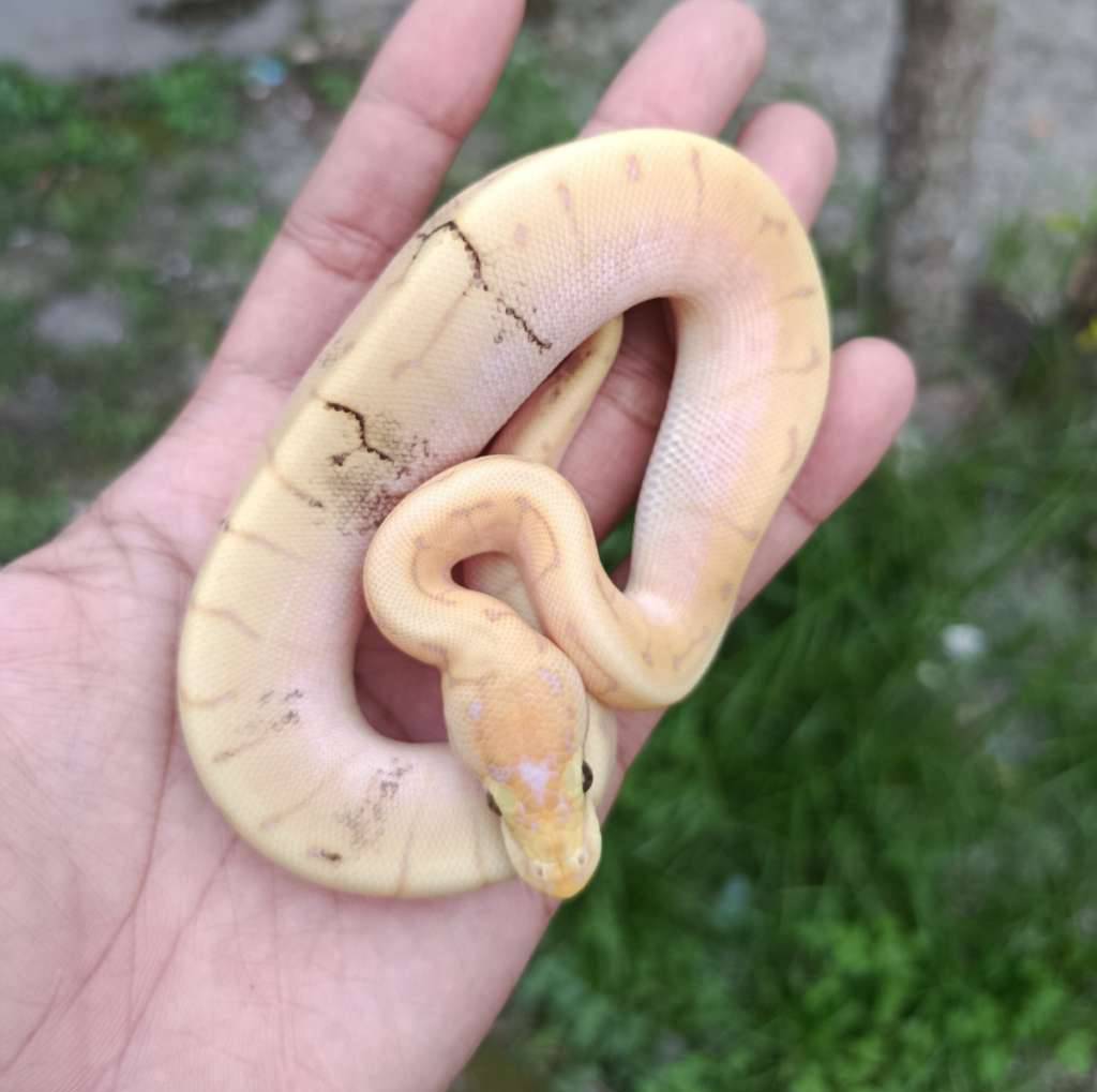 banana-spider-pinstrip-paradox-8Y812M21WZ