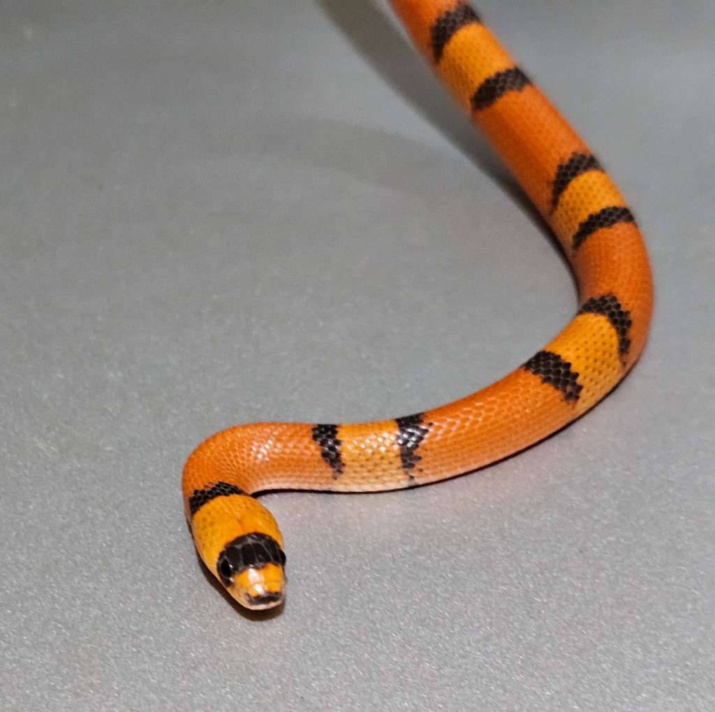 milksnake-honduran-hypo-tangerine-vanishing-pattern-F37D1RPYLS