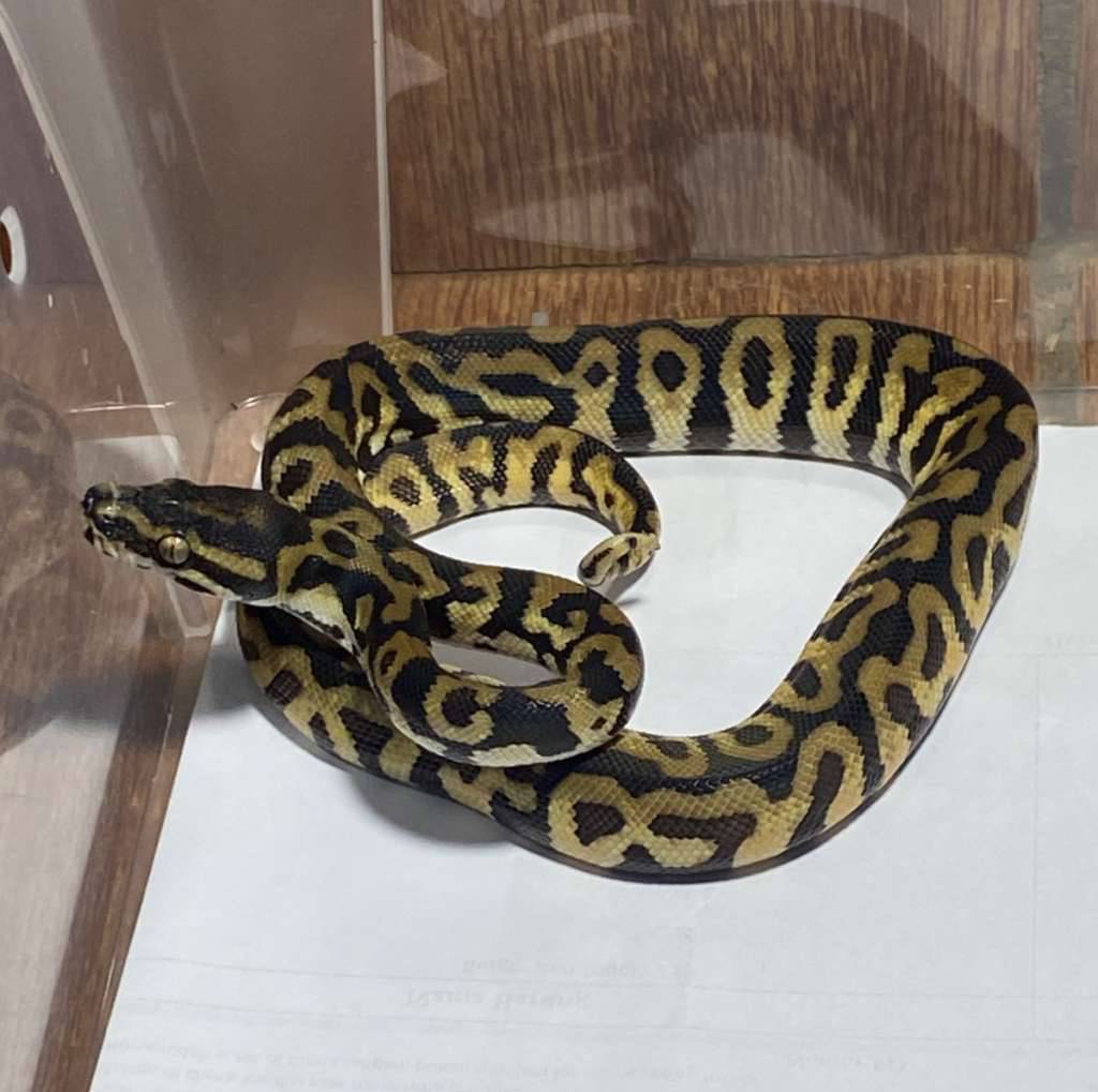 rare-carpall-carpet-python-x-ballpython-hybrid-6C2XBQ8JZQ