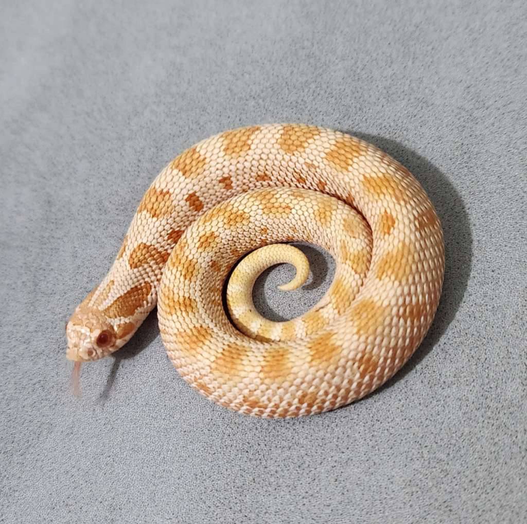 hognose-anaconda-albino-WL5MTJJH4B