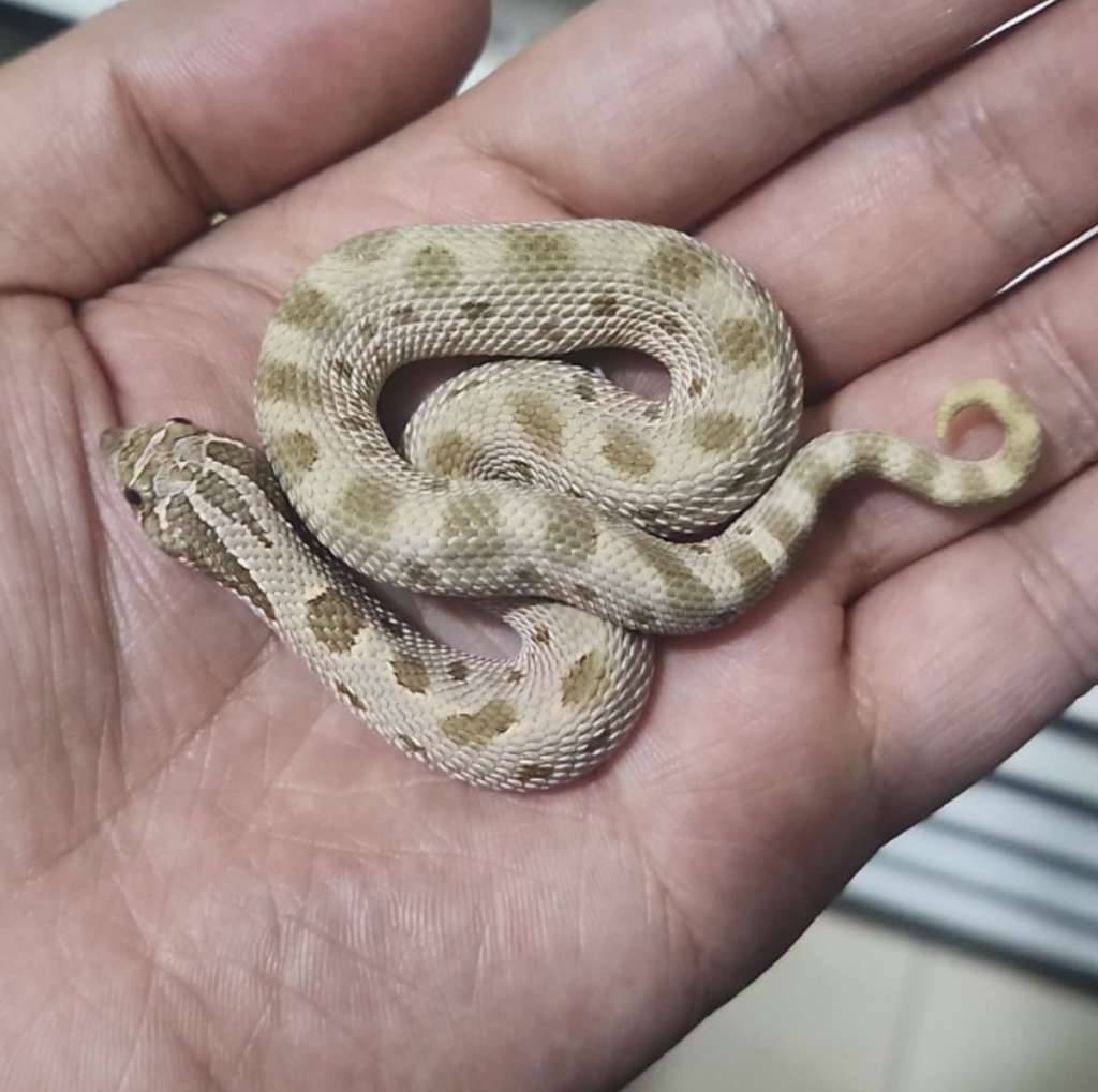 hognose-arctic-anaconda-het-albino-OHZFOVJ07T