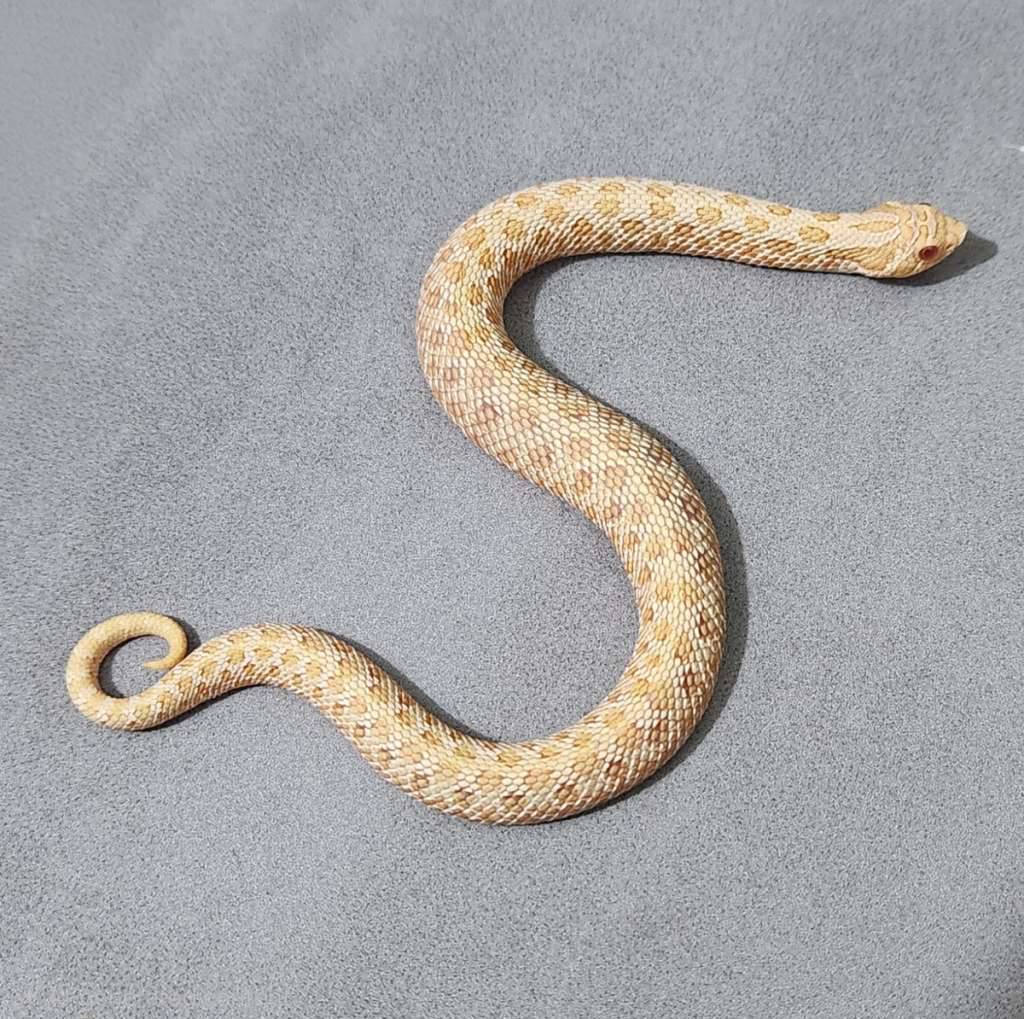 hognose-arctic-albino-4J7Q96FEEY