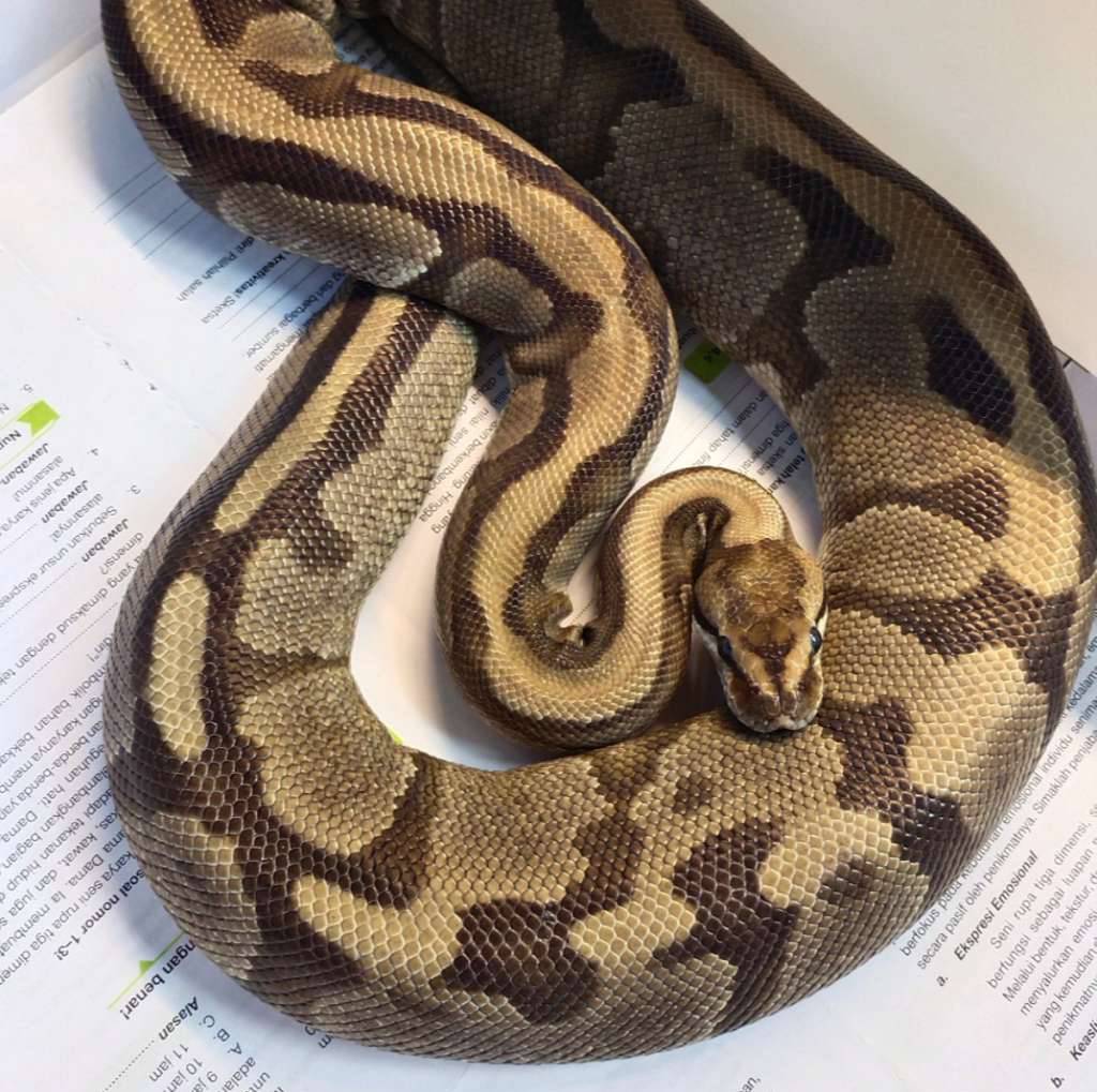 betina-fire-MSZWKQZDWF