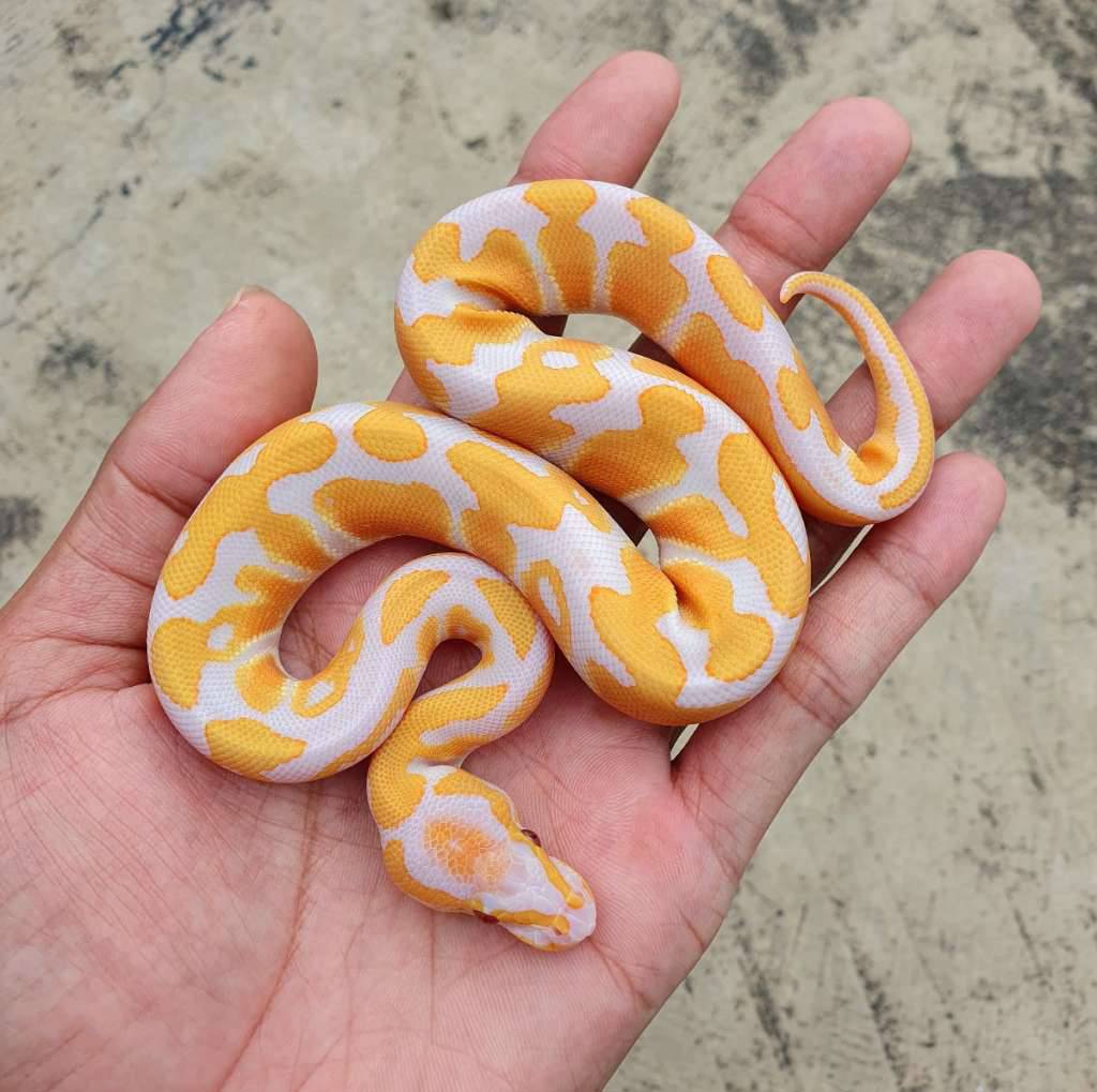 lavender-het-clown-ph-pied-with-marker-SZ6YCNW47M