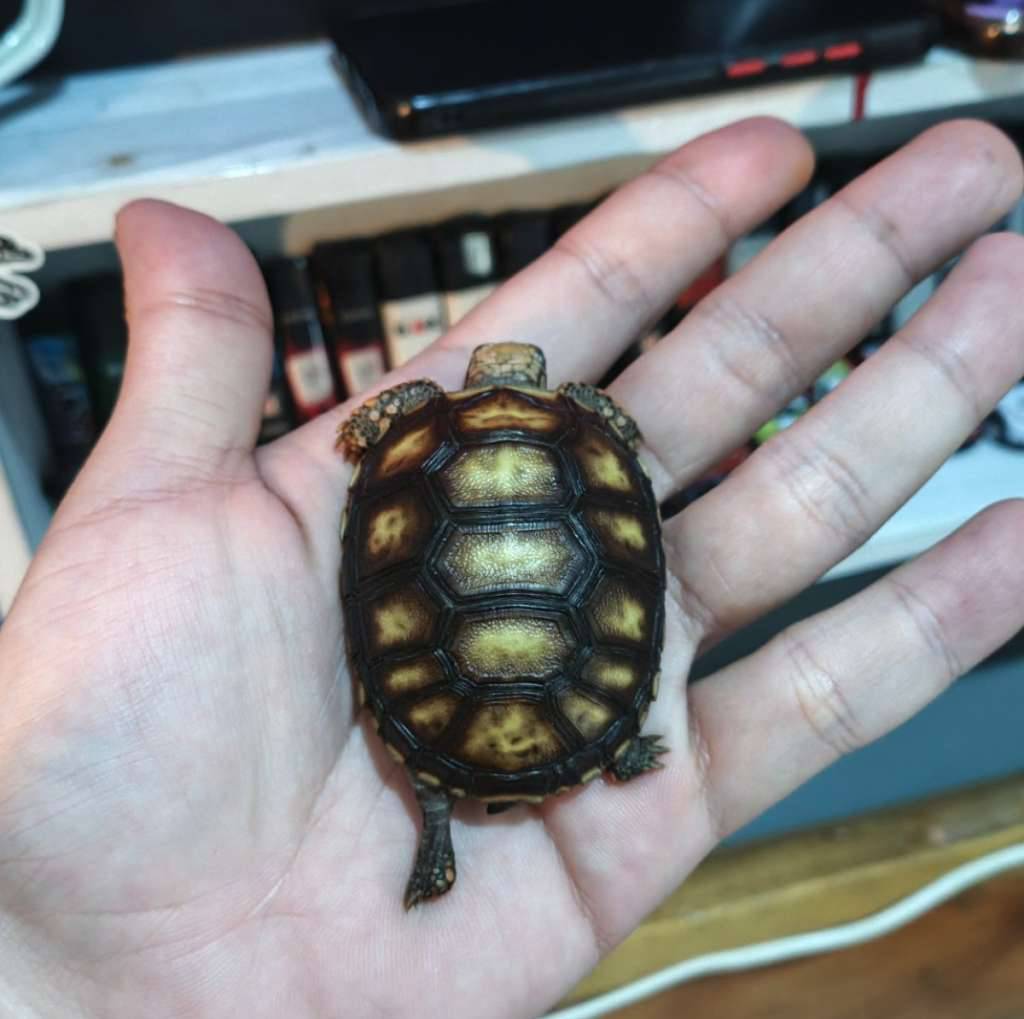 red-foot-15-scute-unik--IWVXH7E66T