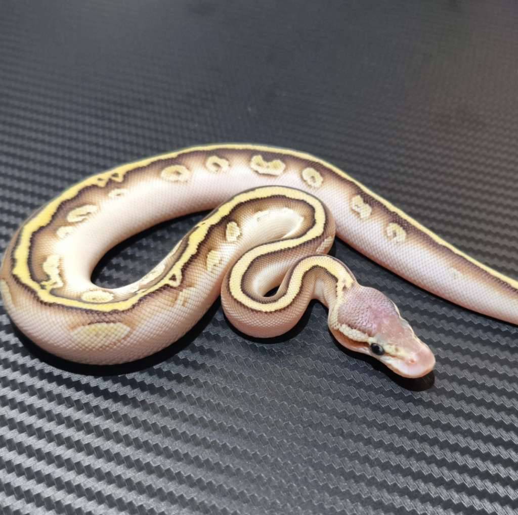 lesser-pastel-leopard-bongo-ph-clown-3QGXY7304R