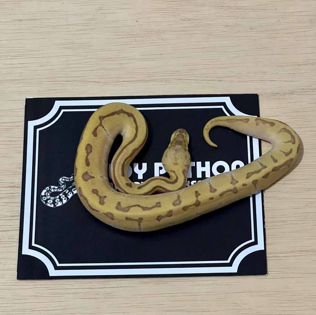 mochi-lemonblast-ball-python-2025040801-TCIBEOD730